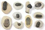 Lot: Assorted Devonian Trilobites - Pieces #119899-2